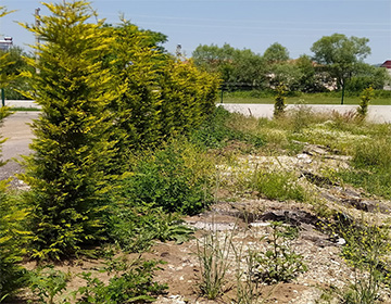Düzce Peyzaj Uygulamaları